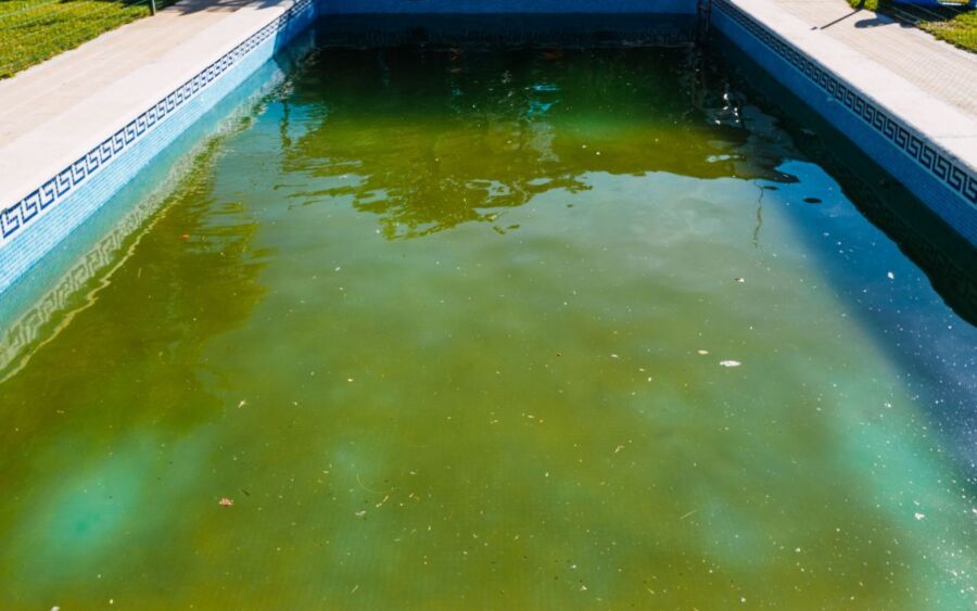 Éliminer algues piscine