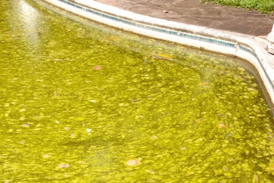 Traitement eau verte piscine