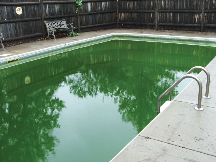 Éliminer algues piscine