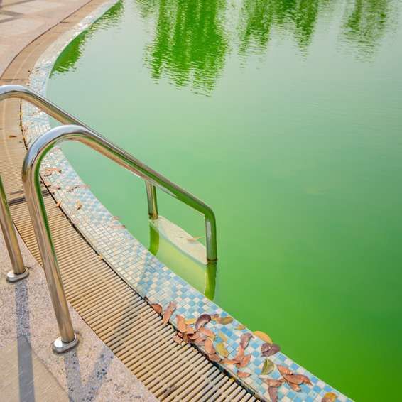 Piscine eau verte solution