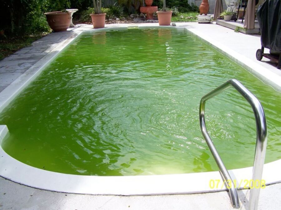 Traitement eau verte piscine